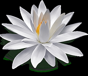 Client Portal Home for Yvonne B. Reedy, PhD, Psychology & Counseling Associates LLC